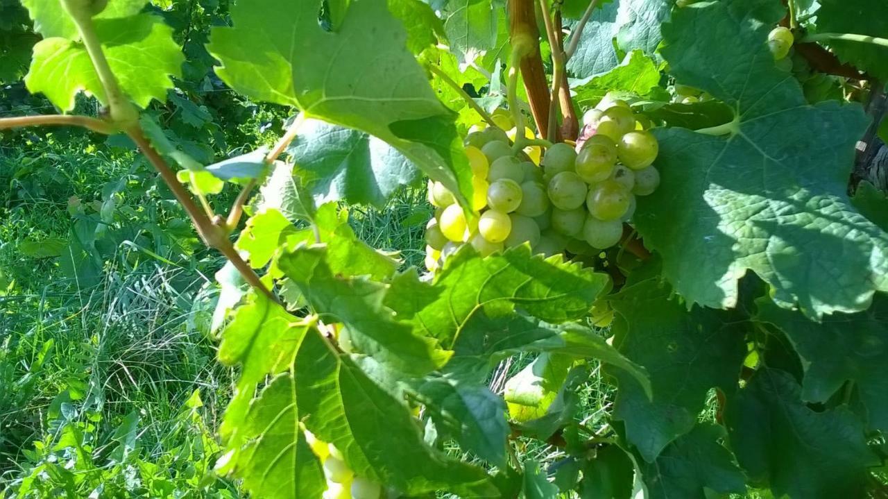 Ferienwohnung In Hahnheim, Rheinhessen المظهر الخارجي الصورة